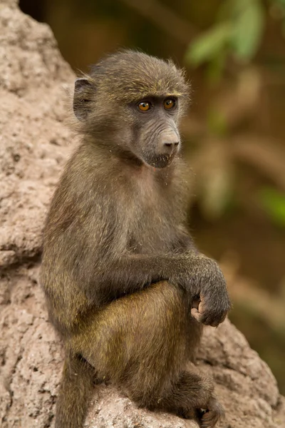 Opice Lake Manyara národního parku — Stock fotografie