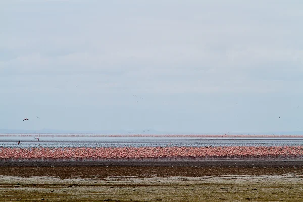 Flamingos di Lake Manyara National Park — Stok Foto