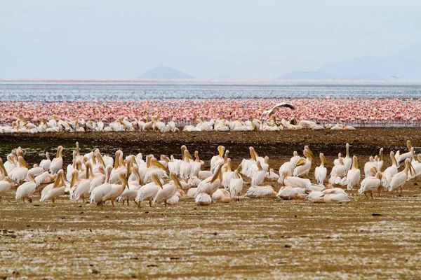 A flamingók a tó Manyara Nemzeti Park — Stock Fotó