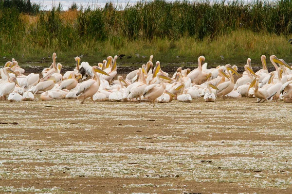 Pelicanos no Parque Nacional do Lago Manyara — Fotografia de Stock
