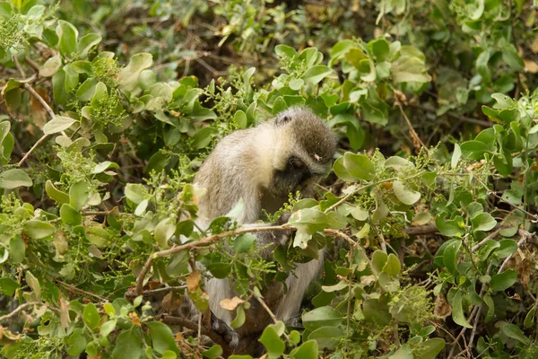 Mono en el Parque Nacional del Lago Manyara —  Fotos de Stock