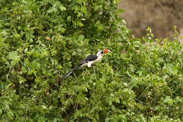Pássaro no Parque Nacional do Lago Manyara — Fotografia de Stock