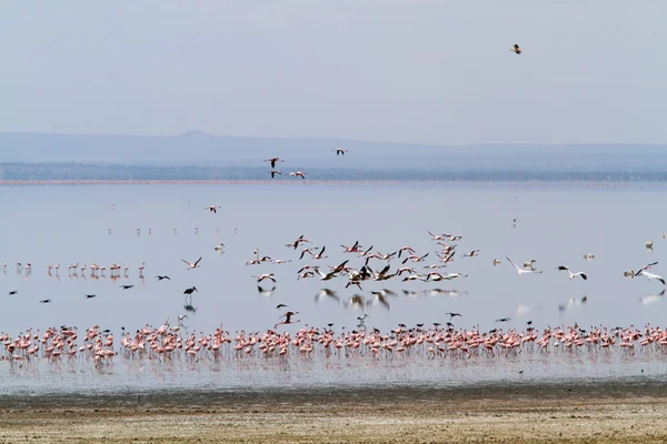 Фламинго на озере Маньяра — стоковое фото