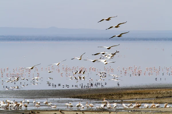 Flamingos no Parque Nacional do Lago Manyara — Fotografia de Stock