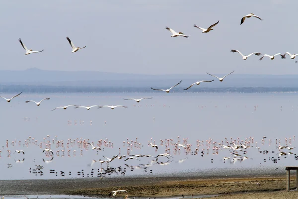 Flamingos at Lake Manyara National Park — Stock Photo, Image