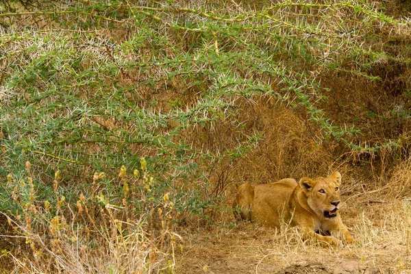 Lionne au repos au parc national du lac Manyara — Photo