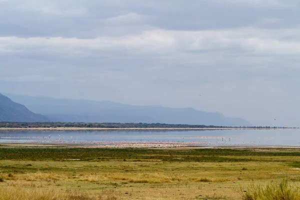 Flamingos på Lake Manyara National Park — Stockfoto