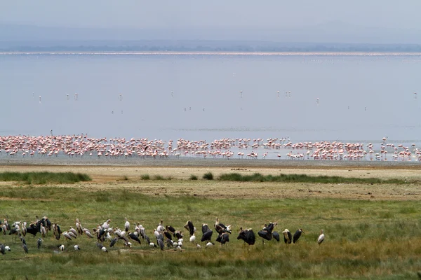 Flamingos no Parque Nacional do Lago Manyara — Fotografia de Stock