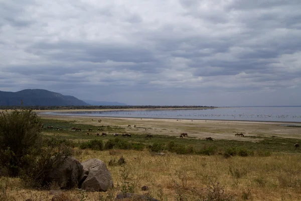 Τοπίο της λίμνης Manyara εθνικό πάρκο — Φωτογραφία Αρχείου