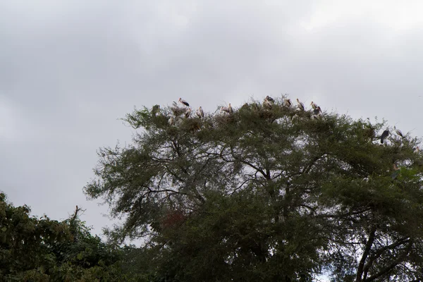 Pássaros na árvore no Parque Nacional do Lago Manyara — Fotografia de Stock