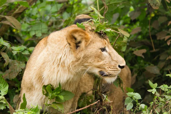 Lion femelle au paysage de l'aire de conservation de Ngorongoro — Photo