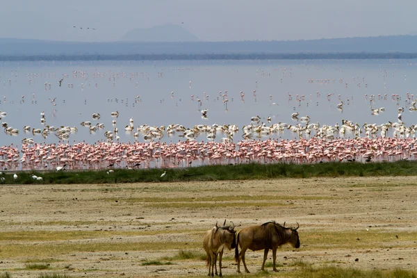 Flamingos no Parque Nacional do Lago Manyara Imagem De Stock