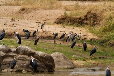 Kuşlar Tarangire Milli Parkı'nda