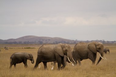 Filler, Amboseli Ulusal Parkı