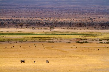 Elephants at Amboseli National Park clipart