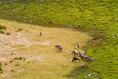 Zebra'nın Amboseli Ulusal Parkı