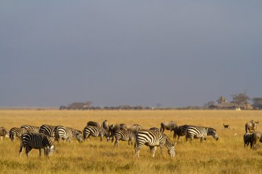 Zebra's  at Amboseli National Park clipart