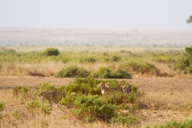 Cheetahs at Amboseli National Park clipart