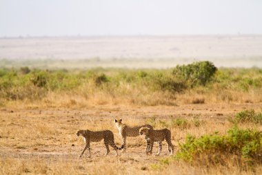 Çitalar, Amboseli Ulusal Parkı