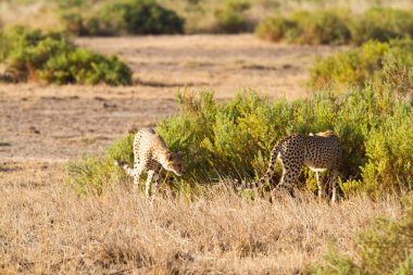 Cheetahs at Amboseli National Park clipart