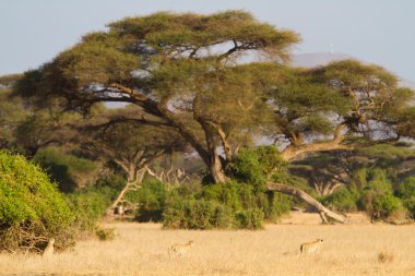 Lionesses adlı Amboseli Ulusal Parkı