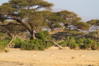Lionesses adlı Amboseli Ulusal Parkı
