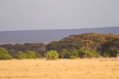 Amboseli Ulusal Parkı