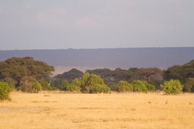 Amboseli Ulusal Parkı