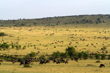 Öküz ve Zebra sürüsü