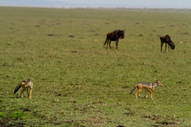 Sırtlanlar Masai Mara Ulusal rezerv