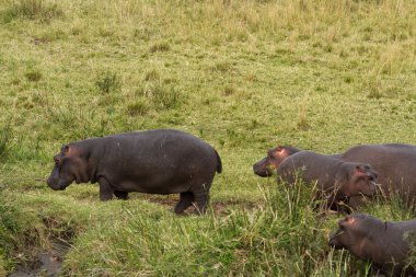 Maasai Mara Ulusal Rezervi 'nde su aygırları