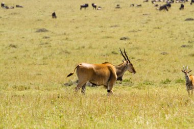 Antilop, Masai Mara Ulusal rezerv
