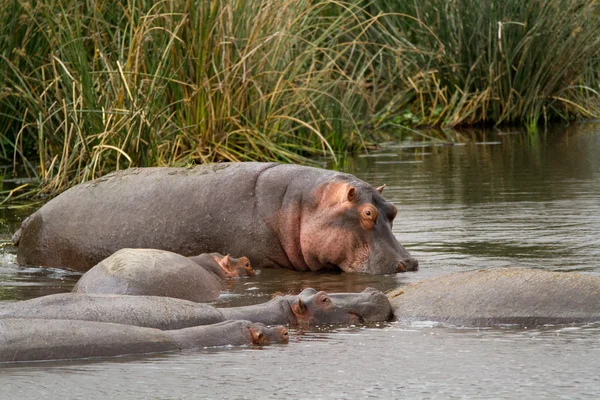 Hipopótamos descansando en Ngorongoro — Foto de Stock