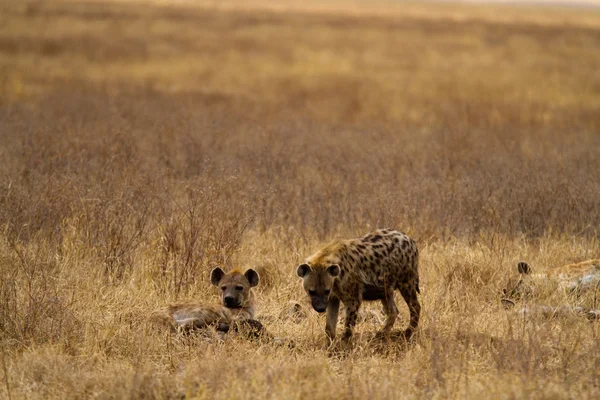 Hyena skvrnitá v Ngorongoro — Stock fotografie