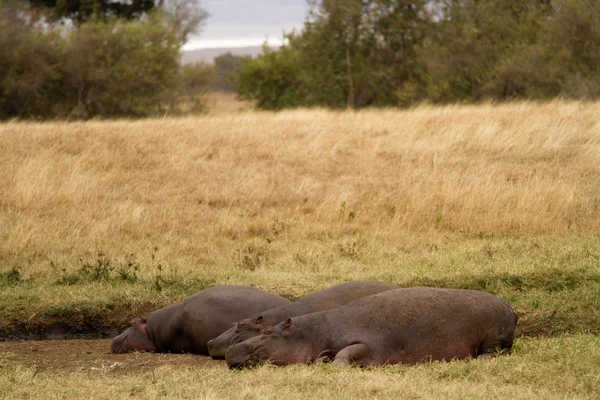 Hippos resting  at  Ngorongoro — Stock Photo, Image