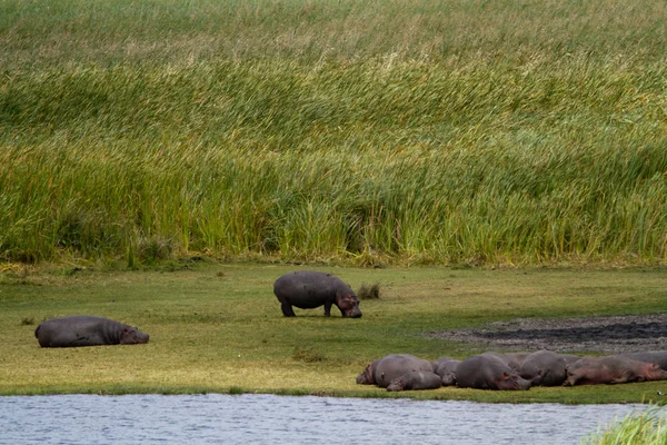 Hipopótamos descansando en Ngorongoro — Foto de Stock