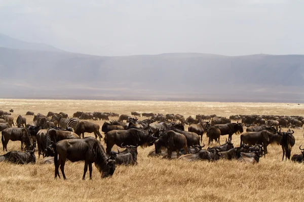 Τον wildebeests στο κρατήρα Νγκορονγκόρο — Φωτογραφία Αρχείου