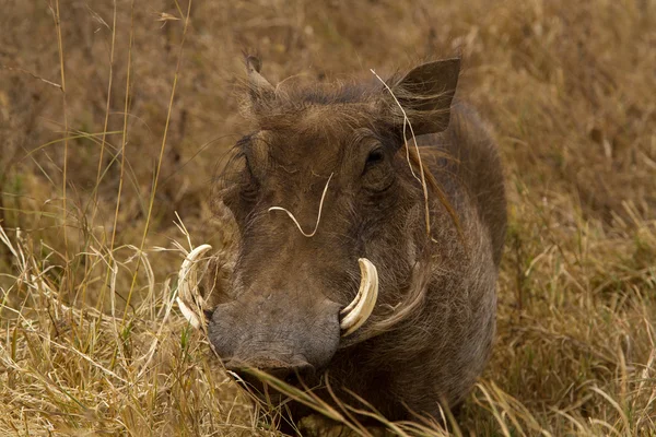 Warthog común en Ngorongoro — Foto de Stock