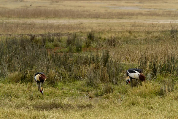 Vögel im Naturschutzgebiet Ngorongoro — Stockfoto