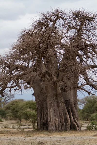 Baobab au parc national de Tarangire — Photo