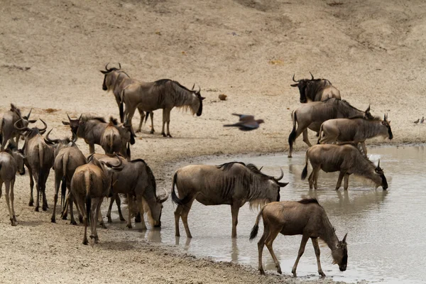 Herd of Gnus Tarangire National Park — Stock Photo, Image