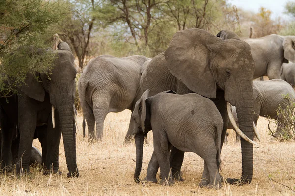 Família de elefantes no Parque Nacional de Tarangire — Fotografia de Stock