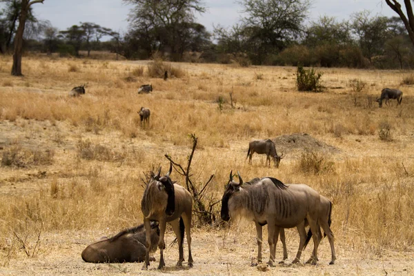 Stádo Gnus v národním parku Tarangire — Stock fotografie