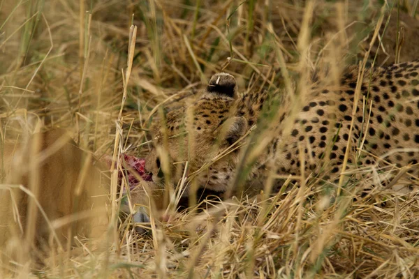 Gepard no Parque Nacional de Tarangire — Fotografia de Stock