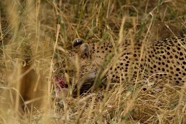 Gepard no Parque Nacional de Tarangire — Fotografia de Stock