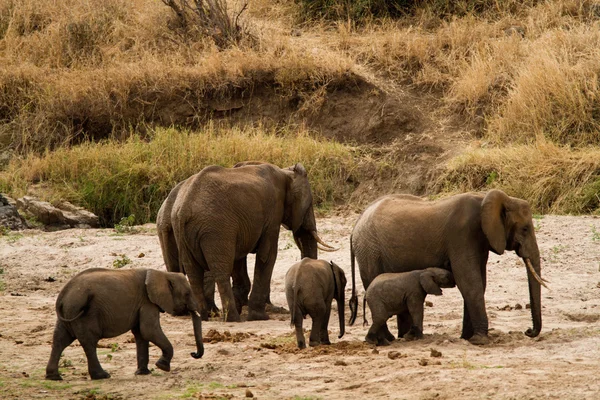 Famiglia di elefanti nel Parco Nazionale di Tarangire — Foto Stock
