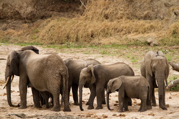 Famiglia di elefanti nel Parco Nazionale di Tarangire — Foto Stock