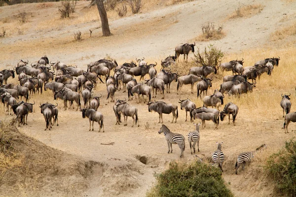 Mandria di Gnus e Zebra nel Parco Nazionale di Tarangire — Foto Stock