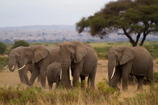 Elefantes no Parque Nacional Amboseli — Fotografia de Stock