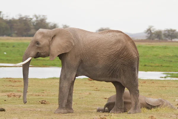 Elefantes no Parque Nacional Amboseli — Fotografia de Stock